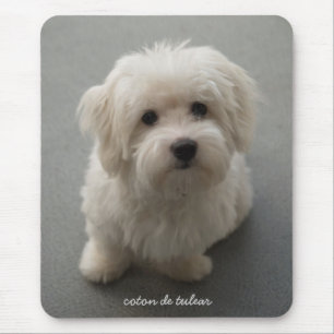 Coton de Tulear Mouse Pad