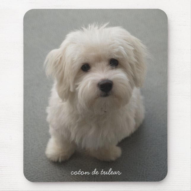 Coton de Tulear Mouse Pad (Front)