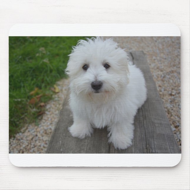 Coton de Tulear on bench Mouse Pad (Front)