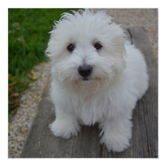 coton de tulear on bench poster (Front)