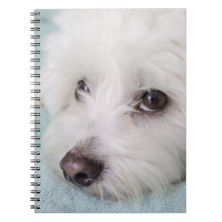 Coton de Tulear Puppy Eyes Notebook