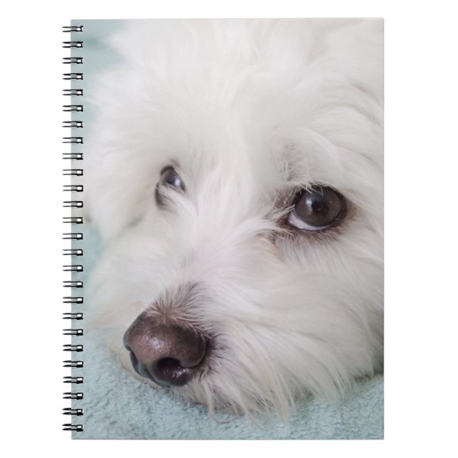 Coton de Tulear Puppy Eyes Notebook (Front)