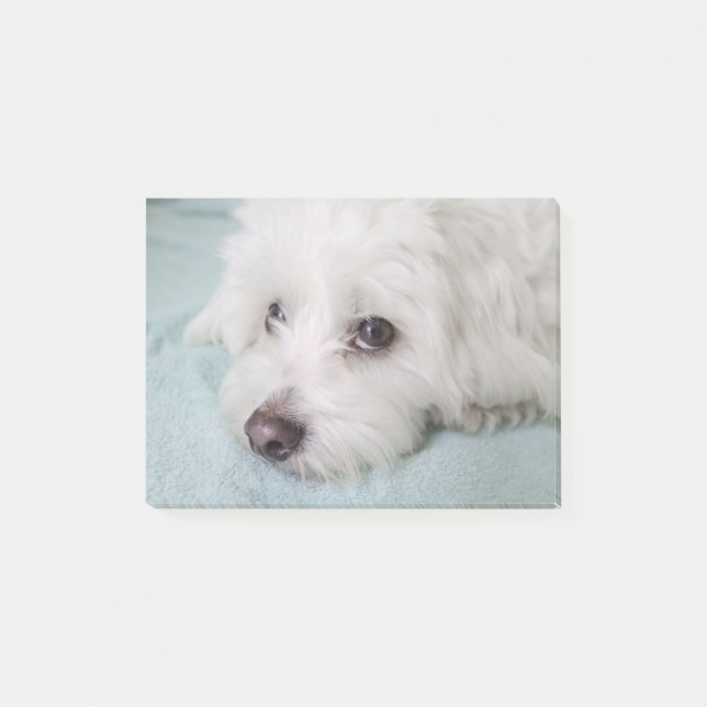 Coton de Tulear Puppy Eyes Post-it Notes (Front)