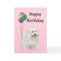 Coton De Tulear with Balloons Happy Birthday
