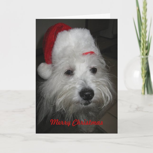 Coton in Funny Hat Christmas Card (Front)