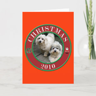 Coton Of Tulear at Christmas Holiday Card