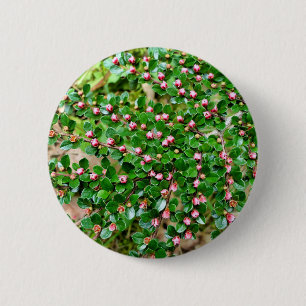 Cotoneaster horizontalis Badge