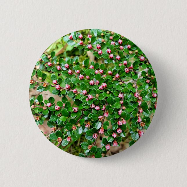 Cotoneaster horizontalis  Badge (Front)