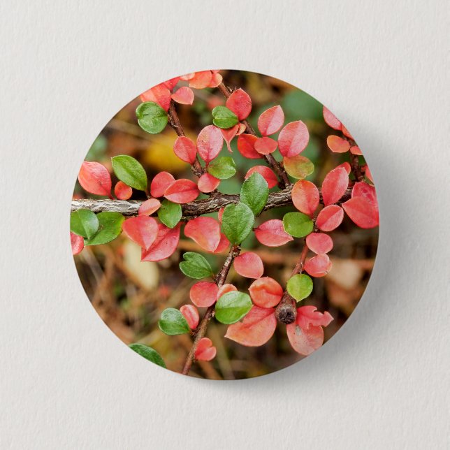 Cotoneaster horizontalis Badge (Front)