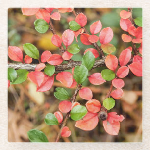 Cotoneaster horizontalis glass coaster