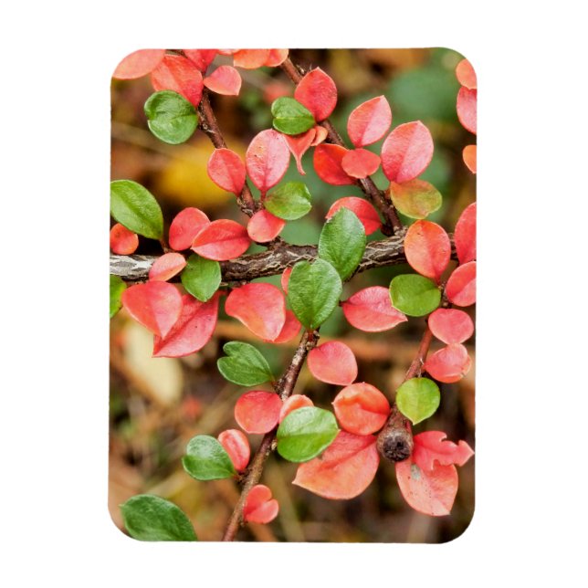 Cotoneaster horizontalis magnet (Vertical)