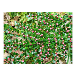 Cotoneaster horizontalis photo print