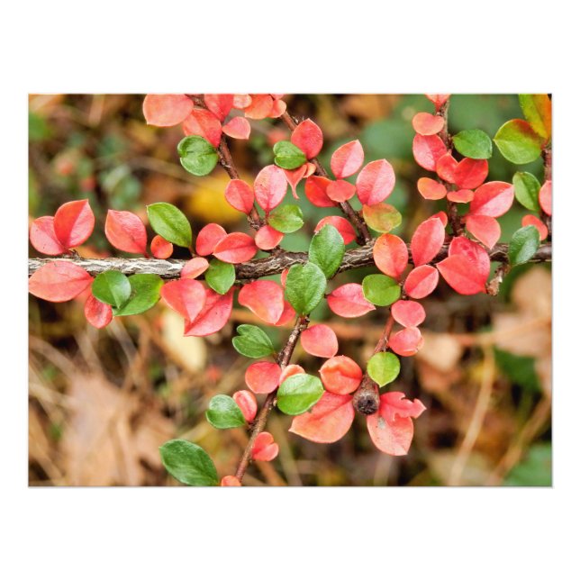Cotoneaster horizontalis photo print (Front)