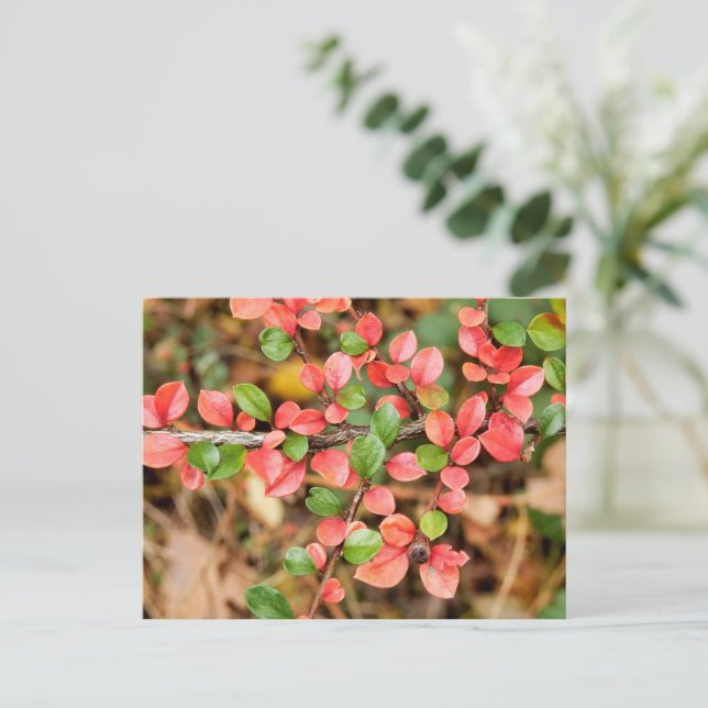Cotoneaster horizontalis postcard (Standing Front)