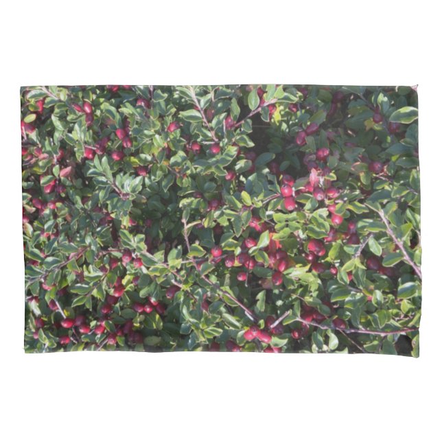 Cotoneaster horizontalis red orange berries hedge pillowcase (Front)