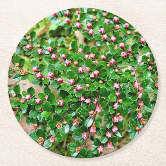Cotoneaster horizontalis round paper coaster (Front)