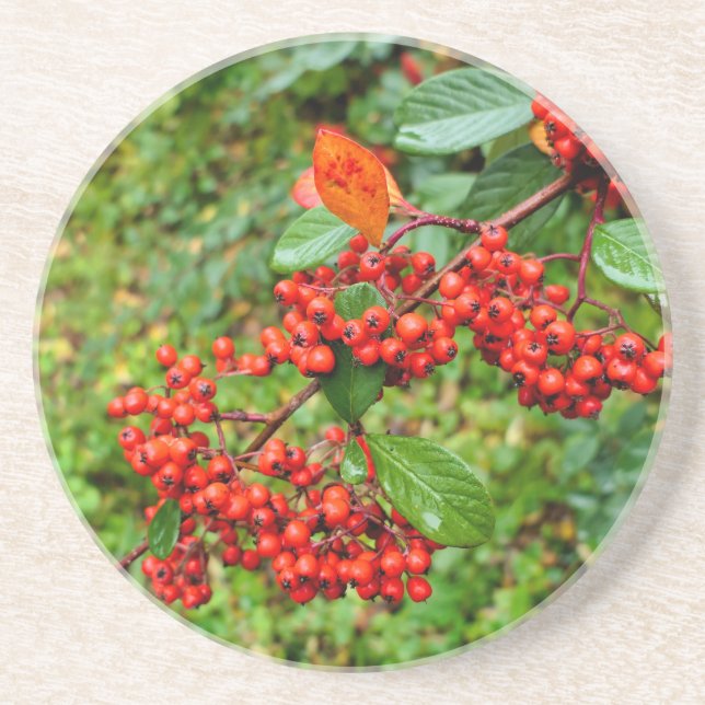 Cotoneaster lacteus  coaster (Front)