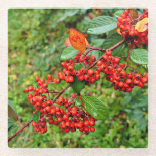 Cotoneaster lacteus glass coaster