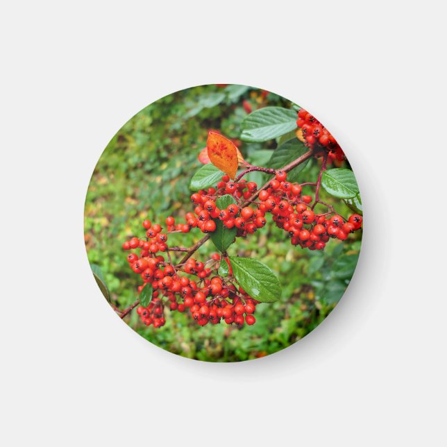 Cotoneaster lacteus  magnet (Front)
