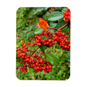 Cotoneaster lacteus magnet