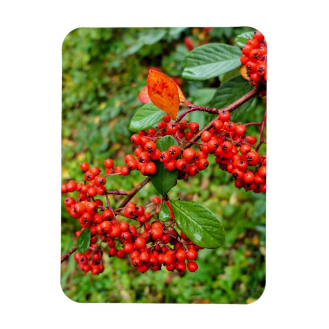 Cotoneaster lacteus  magnet (Vertical)