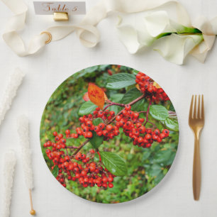 Cotoneaster lacteus Paper Plate