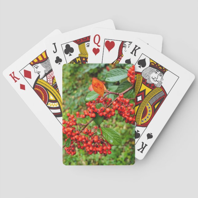Cotoneaster lacteus  playing cards (Back)