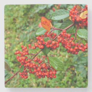 Cotoneaster lacteus stone coaster