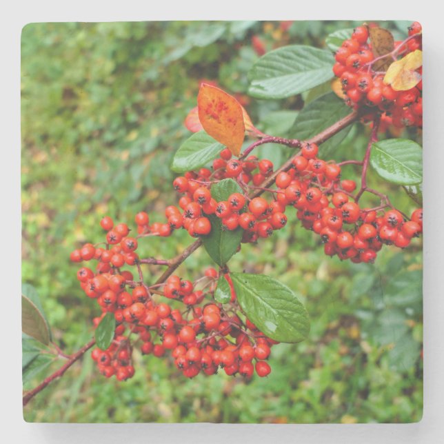 Cotoneaster lacteus  stone coaster (Front)