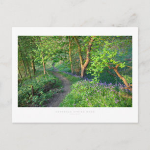 Cotswold Spring Wood Postcard