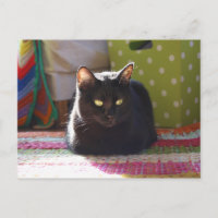"Cottage Comfort" Cat Photography