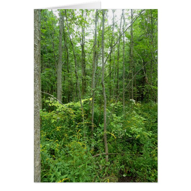 "Cottage Country" Photo (Front)