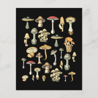 Cottagecore Aesthetic Mushroom