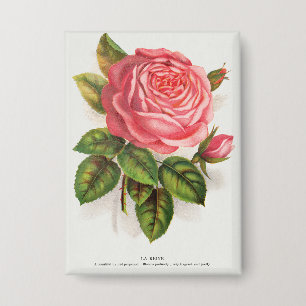Cottagecore Antique Pink Rose Floral Illustration