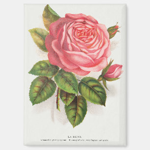 Cottagecore Antique Pink Rose Floral Illustration Magnet