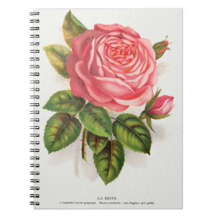 Cottagecore Antique Pink Rose Floral Illustration Notebook