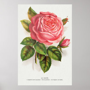 Cottagecore Antique Pink Rose Floral Illustration Poster