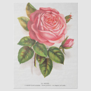 Cottagecore Antique Pink Rose Floral Illustration Tissue Paper