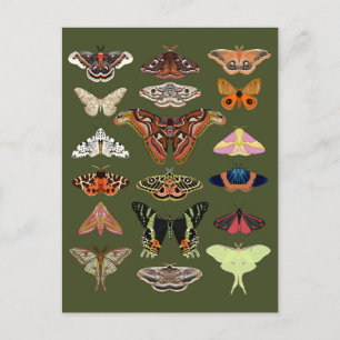 Cottagecore Moths Green Postcard