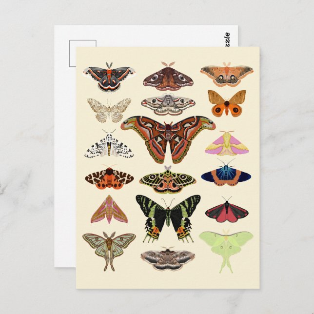 Cottagecore Moths  Postcard (Front/Back)