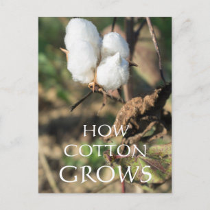 Cotton bud postcard