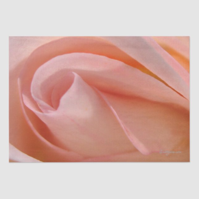 Cotton Candy Rose Bud Tissue Paper (Front)
