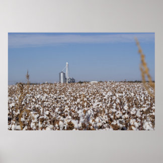 Cotton, Country, Farm, Colour Poster