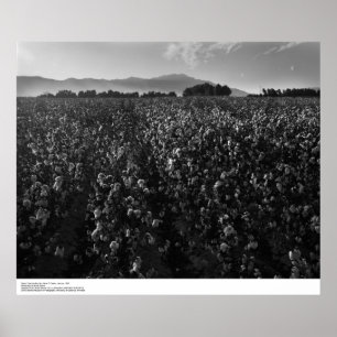 Cotton field, into sun near El Centro, 1966 Poster