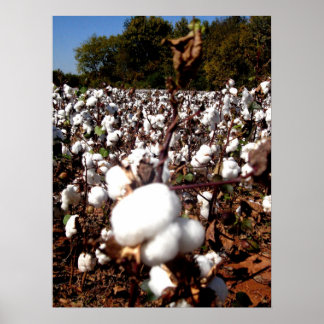 Cotton Field - Murfreesboro, Tennessee Poster