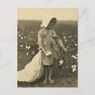 Cotton Field Postcard