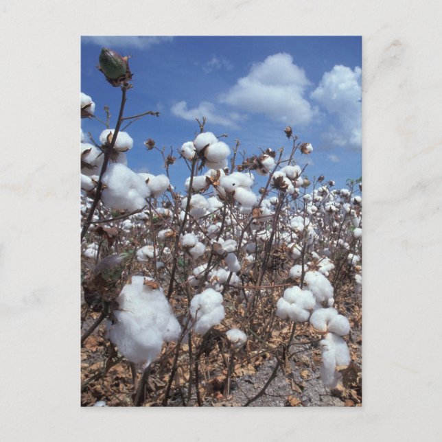 Cotton Field Postcard (Front)