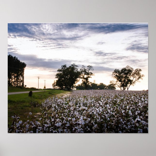 Cotton Field Poster (Front)