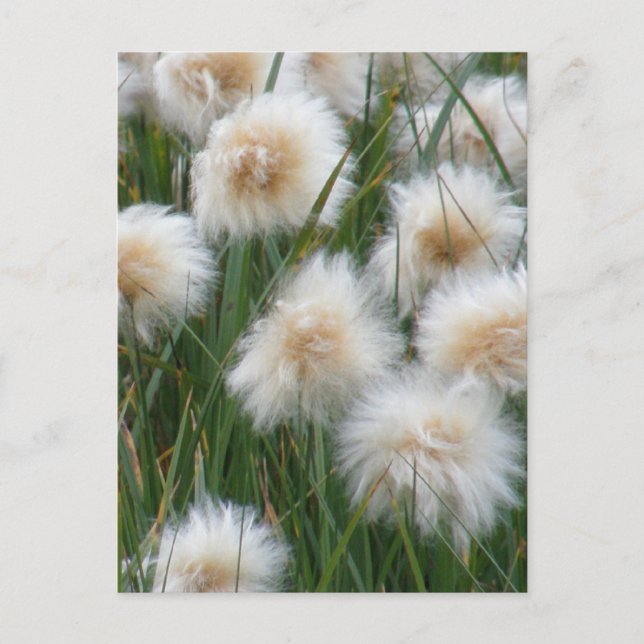 Cotton Grass (Eriophorum russeolum) Postcard (Front)