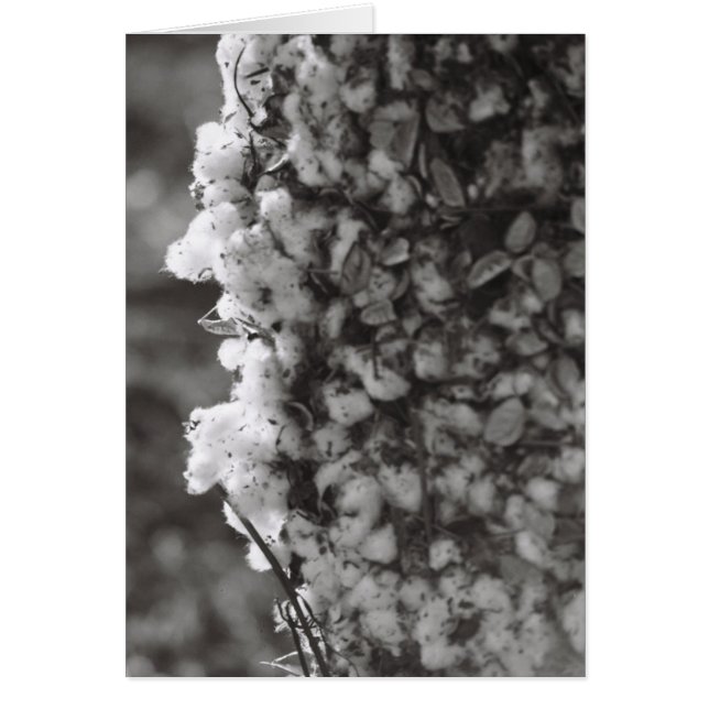 Cotton Harvest (Front)